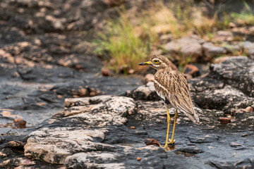 Indian stone curlew or Indian thick knee or Burhinus indicus closeup or portrait in natural environment at ranthambore national park forest tiger reserve sawai madhopur rajasthan rajasthan india asia
