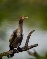 wild indian cormorant or Indian shag or Phalacrocorax fuscicollis at keoladeo national park bharatpur sanctuary rajasthan india Non breeding bird portrait with blue iris in natural green background