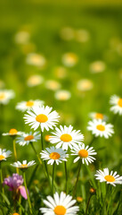 Fototapeta premium idyllic isolated daisy meadow in springtime on green blurred background, sunshine on blossoms of daisies, cheerful floral easter concept, vibrant, with white tones