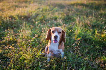 A  cute  beagle dog sitting outdoor on the green grass field