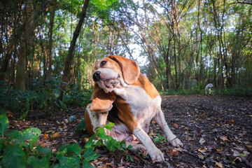 A cute beagle is scratching itself on the dried leaves in the forest.