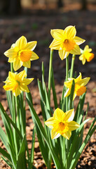 Fototapeta premium The spring with its daffodil plants, pop art, with white tones