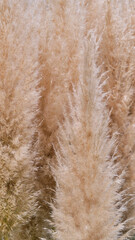 Close-up of feathery Pampas Grass plumes