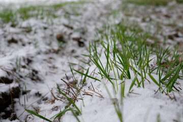 Wheat agricultural field in the winter season. Copy Space. Shallow depth of field.