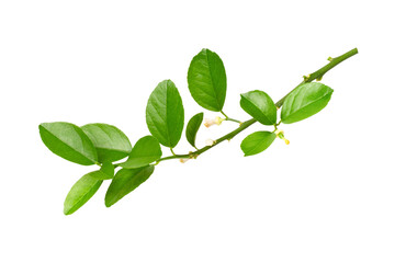 green leaves isolated on white background