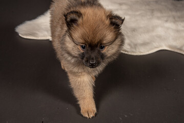 Hundewelpe Mittelspitz Welpe süß im Fotostudio