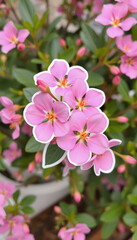 Fototapeta premium Pink flowers, sticker style, with white tones