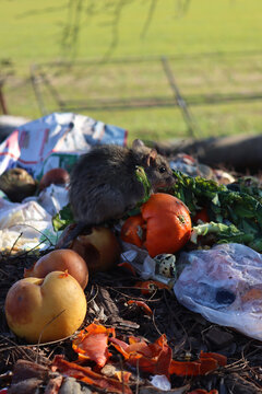 One big rat eating salad leaves in a vegetable garbage bin on winter season