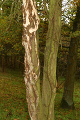 Baumstamm, umschlungen von einer Efeuranke, Hedera helix