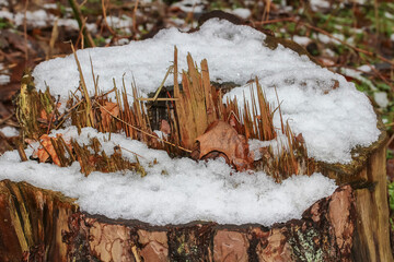 Holzsplitter auf einem Baumstamm im Schnee