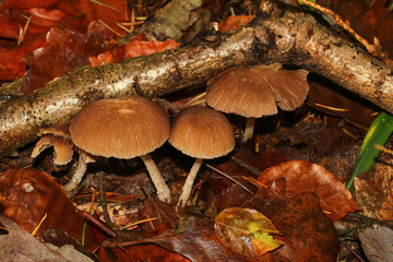 Pilz Rehbrauner Dachpilz, Pluteus ctricapillus