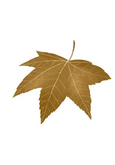 Autumn brown leaf with cloves