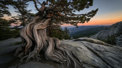 Majestic Ancient Tree Roots in a Mountain Landscape at Sunrise
