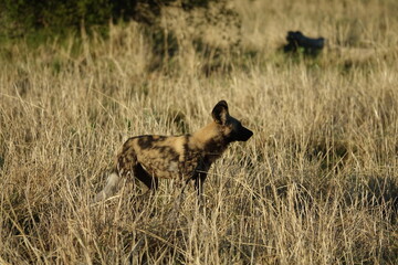 African Wild Dog in the Okavango Delta, a pack on the hunt
