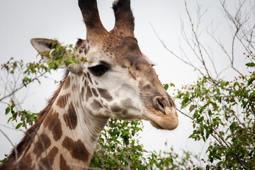 Portrait einer afrikanischen Giraffe in der afrikanischen Wildnis