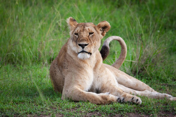 Portrait einer Löwin in der afrikanischen Wildnis