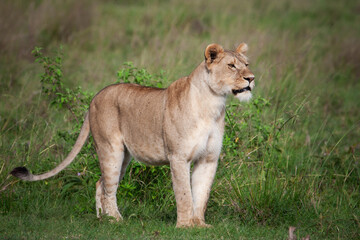 Portrait einer Löwin in der afrikanischen Wildnis