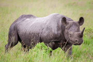 Obraz premium Spitzmaulnashorn in der Savanne von Afrika