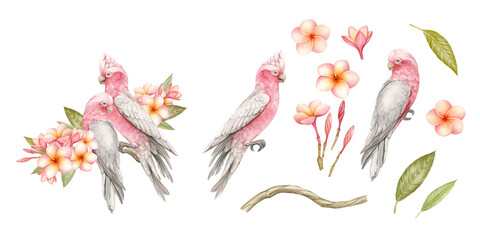 Galah parrots and Plumeria or Frangipani flowers - a collection of illustrations for creating luxurious compositions. All illustrations are hand-drawn and isolated from the background