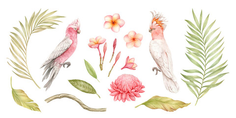 Collection of parrots and tropical plants: pink Galah, Plumeria, Palm leaves, Etlingera - watercolor illustration, hand drawn and isolated from the background to
