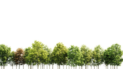 Fototapeta premium Lush Green Trees Row Summer Foliage Nature Isolated on White Background Perfect for Compositing