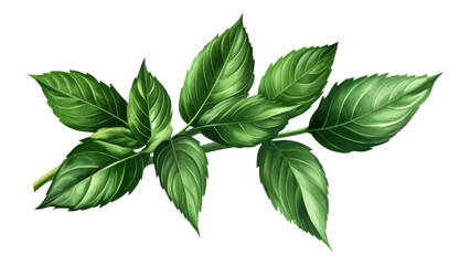 Fototapeta premium Lush Green Sprig of Leaves Vibrant Foliage Botanical Illustration Nature Photography Plant Branch