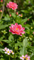 Fototapeta premium blooming pink flower in green spring garden nature banner background, photo, with white tones