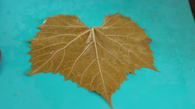 People cook dolma food. Grape leaves stuffed with minced meat.	