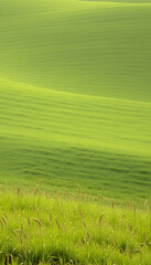 Obraz premium Greenery in the meadows of the Galician countryside, smooth light, with white tones