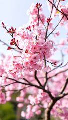 Obraz premium pink cherry blossom tree isolated on transparent background blooming tree in spring png, blurry foreground, with white tones