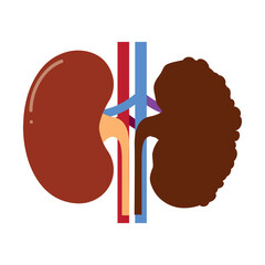Healthy kidney and unhealthy disease kidney with polycystic. Check health of renal organ. Internal organ kidney. Vector illustration