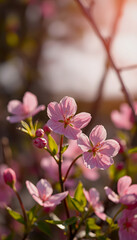 Spring flowers background with pink blossom, Colored gel lighting, with white tones