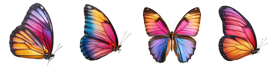Close up shots of various species of colorful butterflies showcasing their vibrant wing patterns intricate details and captivating elegance © NRD