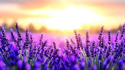 Naklejka premium Beautiful lavender field at sunset, showcasing nature's tranquility.