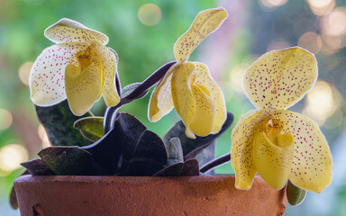 Plakat Closeup view of lady slipper orchid species paphiopedilum concolor in clay pot with elegant yellow flowers blooming outdoors