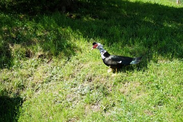 Muscovy duck with white neck and black plumage on a green meadow. Cairina moschata.