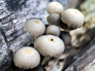 group of mushrooms on dead tree
