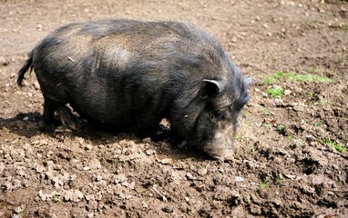 Close-up of a Vietnamese Pot-bellied with bristly, brown fur searching the ground for food, domestic pig. Livestock farming. © Thomas