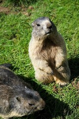 Close-up of an upright standing, curious marmot looking towards the camera with large gnawing teeth , Alpine marmot, Marmota marmota, Dolomites, South Tyrol, Italy, Mountain Animals