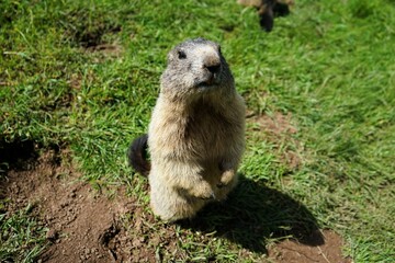 Close-up of an upright standing, curious marmot looking towards the camera with large gnawing teeth , Alpine marmot, Marmota marmota, Dolomites, South Tyrol, Italy, Mountain Animals