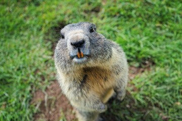 Close-up of an upright standing, curious marmot looking towards the camera with large gnawing teeth , Alpine marmot, Marmota marmota, Dolomites, South Tyrol, Italy, Mountain Animals