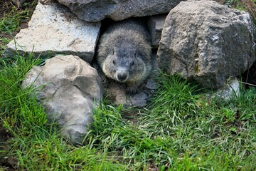Close-up of a shy young marmot peering timidly out of its burrow surrounded by stones, Alpine...