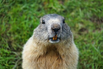 Close-up of an upright standing, curious marmot looking towards the camera with large gnawing teeth , Alpine marmot, Marmota marmota, Dolomites, South Tyrol, Italy, Mountain Animals