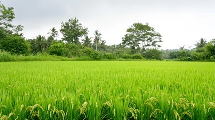 Fototapeta premium Lush Green Rice Paddy Field