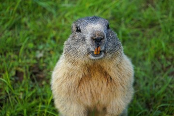 Close-up of an upright standing, curious marmot looking towards the camera with large gnawing teeth , Alpine marmot, Marmota marmota, Dolomites, South Tyrol, Italy, Mountain Animals