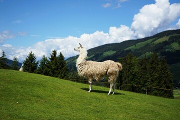 Fototapeta premium Llama with white fur stands on a green meadow in the mountains. Llama glama