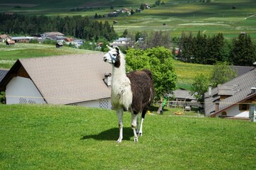 Fototapeta premium Llama with white fur stands on a green meadow in the mountains. Llama glama