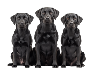 Group of black dogs sitting on studio high fidelity pet portraits close-up view animal love isolated on transparent background png