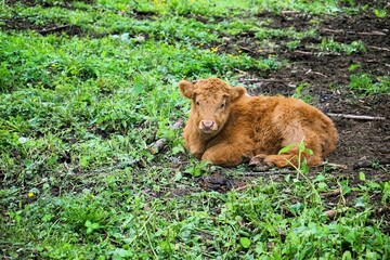 Young still hornless Highland cattle calf with brown fur lying on the damp forest floor. Scottish Highlands Cow. Beef. © Thomas