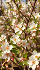 Obraz premium Natural spring and summer background. Delicate white and pink cherry flowers in the spring garden, vintage
